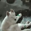 perrito amarrado Nueva Espana Azcapotzalco perrito amarrado Nueva Espana Azcapotzalco