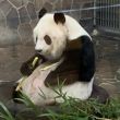 Tan Tan panda