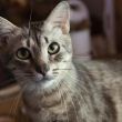 Gato salva la vida de su familia