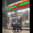 Curiosa visita de un enorme oso a una tienda 7-Eleven
