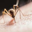 Europa enfrenta brotes más intensos de enfermedades transmitidas por mosquitos