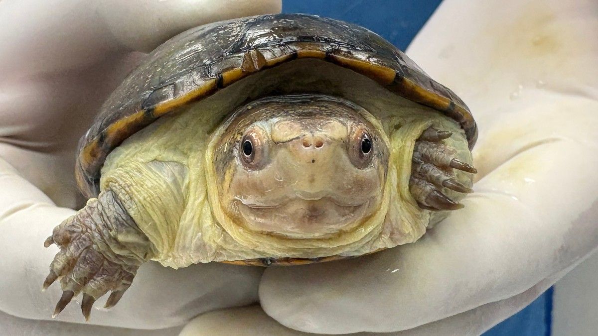 Reproducen en Zoológico de Guadalajara en cautiverio a la tortuga más pequeña del mundo