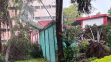  árbol que cayó sobre la barda perimetral de la Escuela Primaria Lorenzo Pedrero