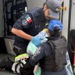 La SSC señaló que los familiares agradecieron la oportuna intervención de los oficiales, quienes garantizaron el bienestar de la joven madre y de la bebé. La SSC señaló que los familiares agradecieron la oportuna intervención de los oficiales, quienes garantizaron el bienestar de la joven madre y de la bebé.