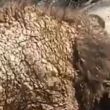 osa Zoologico La Pastora sarna.jpg