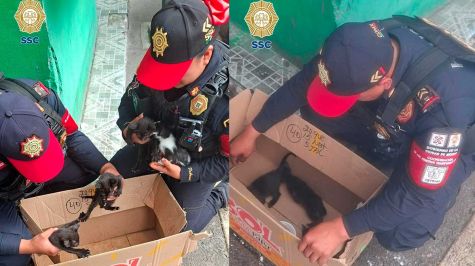 Policías rescatan a cuatro gatitos abandonados en el Cetram Politécnico