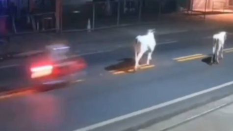 (Video) Joven futbolista muere tras chocar con una vaca