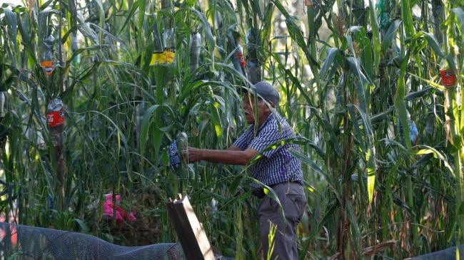 Jesús Pulido Gálvez supervisa una milpa en la ciudad de Guadalajara