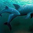 Vaquita Marina confirman avistamiento.jpg