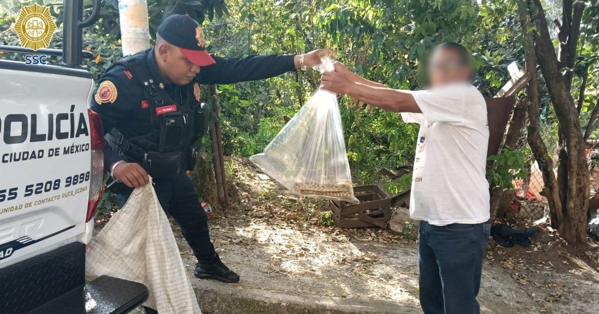 Rescatan víbora de tres metros dentro de un domicilio en Segunda ...