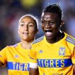 tigres-golea-web_0.jpg