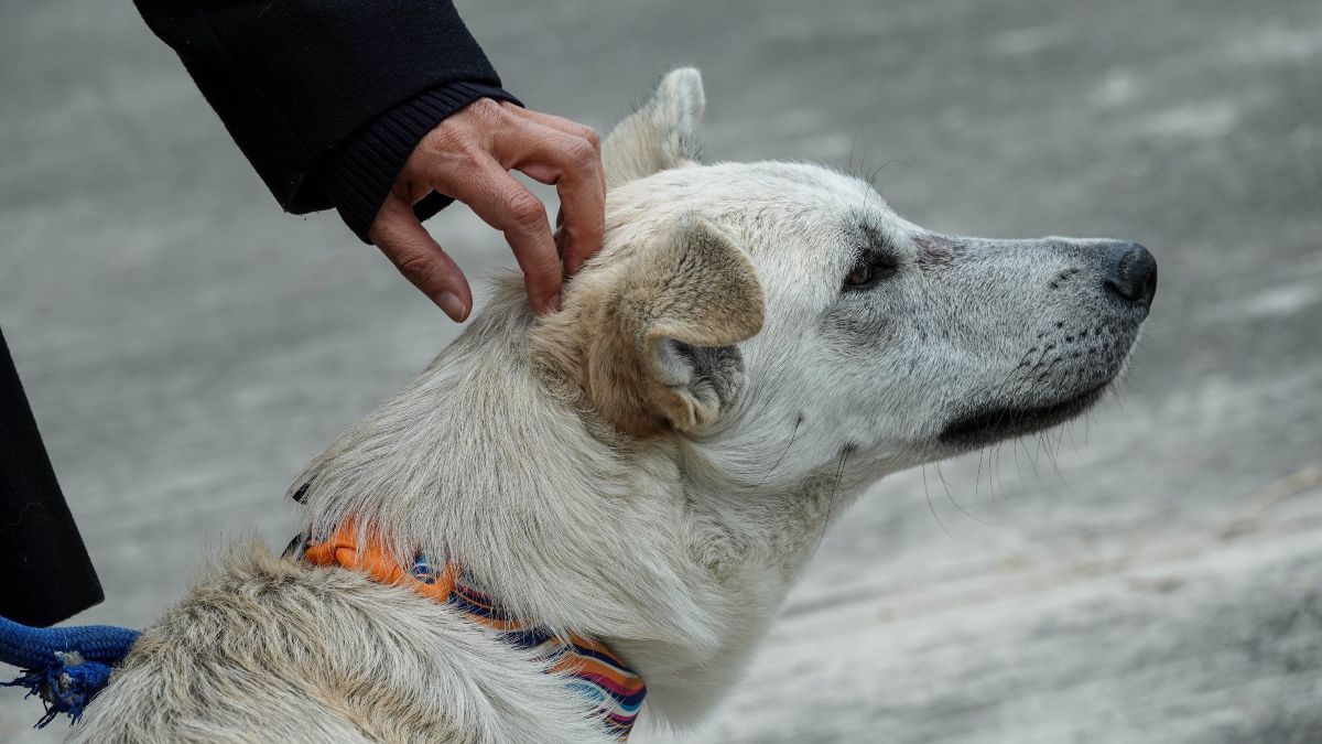 Regalará GAM croquetas por seis meses a quienes adopten 'perros peregrinos'