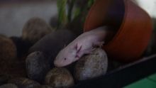 repite UNAM campana adopcion ajolote Xochimilco.jpg