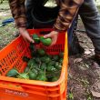 aguacate Edomex Super Bowl.jpg aguacate Edomex Super Bowl.jpg