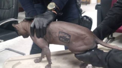 Rescatan a 'gato sicario' en Cereso 3 de Ciudad Juárez; tenía tatuado ...