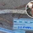 La Fiscalía capitalina informó que, de un conteo preliminar, al menos 798 animales presentaban afectaciones compatibles con maltrato, mientras que 21 animales murieron fuera del inmueble La Fiscalía capitalina informó que, de un conteo preliminar, al menos 798 animales presentaban afectaciones compatibles con maltrato, mientras que 21 animales murieron fuera del inmueble