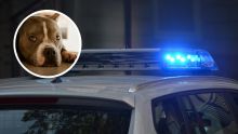Tras controlar la situación, los policías aseguraron al perro pitbull, el cual fue subido a una patrulla