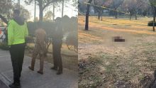 Según trascendió, el sujeto desolló a uno de los animales con el objetivo de despedazarlo e ingerirlo. Además, habría estado bajo el efecto de algún estupefaciente.