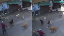 Jauría de Perros