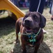 cancelan CDMX supervision animales Refugio Franciscano.jpg cancelan CDMX supervision animales Refugio Franciscano.jpg