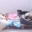 mueren seis perros Refugio Franciscano.jpg mueren seis perros Refugio Franciscano.jpg