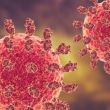 virus Nipah virus Nipah