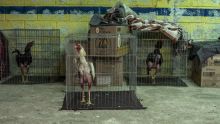 Peleas de gallos 