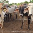 Detectan primer caso de gusano barrenador en Chihuahua. (EFE) Detectan primer caso de gusano barrenador en Chihuahua. (EFE)