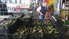 Aguacate
