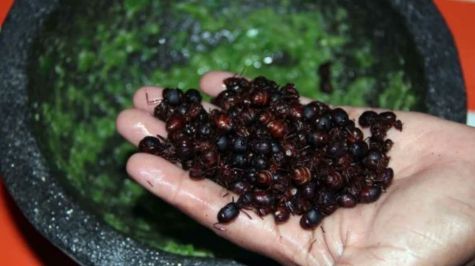 La hormiga chicatana es producto gourmet y valorado por sus proteínas