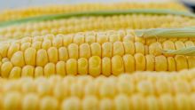 Estados Unidos gana disputa contra México sobre maíz transgénico 