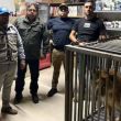 Profepa resguarda a león africano rescatado en Baja California