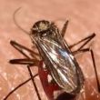 chikunguña