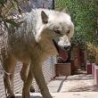 mlobo.jpg mlobo.jpg
