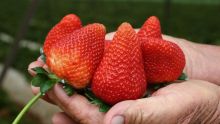fresas-mex.jpg