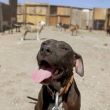 pitbull.jpg
