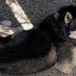 vecinos Florida Alvaro Obregon denuncian husky.jpg