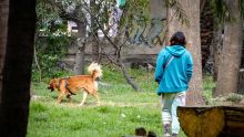 descarta FGJCDMX mano criminal muerte perro Bosque Nativitas.jpg