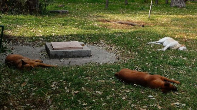acusan activistas FGJCDMX encubrir asesino perros Bosque Nativitas.jpg