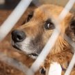 Hasta el momento no se han dado fechas precisas sobre cuándo iniciará el proceso de adopciones supervisadas.
