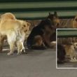 Perritos Perritos