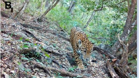 Jaguar en bosques de Guanajuato