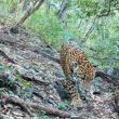 Jaguar en bosques de Guanajuato