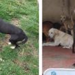 denuncian maltrato franciscanitos Fundacion Haghenbeck.jpg denuncian maltrato franciscanitos Fundacion Haghenbeck.jpg