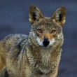 Coyote Coyote