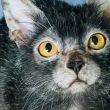 gato 