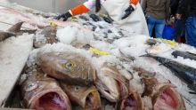 En este centro de abasto es posible encontrar variedades de pescado por menos de 150 pesos el kilo, dependiendo del tamaño de las piezas y del establecimiento donde se adquieran.