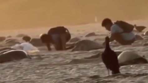 indagan FGR Profepa robo huevos tortuga Playa Escobilla Oaxaca.jpg