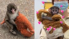 Yuji, el ‘Punch tapatío’, bajo crianza asistida en el Zoológico de Guadalajara (EFE y TikTok)