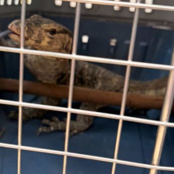 En el sitio, médicos veterinarios evaluaron al animal, el cual fue diagnosticado clínicamente sano, con una longitud aproximada de 110 centímetros. Además, se le proporcionó alimento, agua y un espacio adecuado para su resguardo. SSC En el sitio, médicos veterinarios evaluaron al animal, el cual fue diagnosticado clínicamente sano, con una longitud aproximada de 110 centímetros. Además, se le proporcionó alimento, agua y un espacio adecuado para su resguardo. SSC